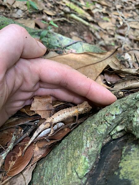 Národný park Lokobe je domovom najmenších chameleónov na svete, niekoľkých druhov drobných Brokesii