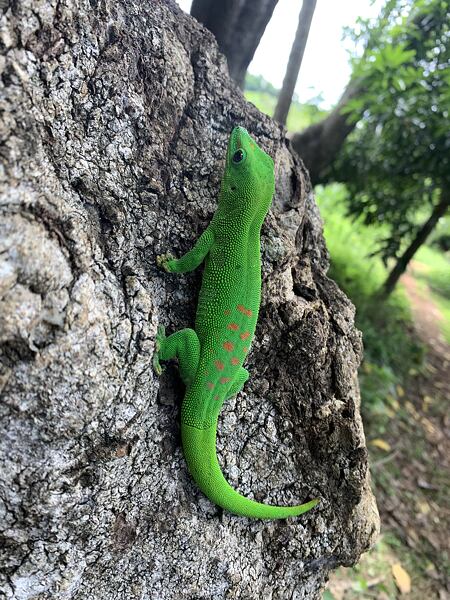 Gekón Phelsuma madagascariensis (Felsuma madagascariensis) je jedným z najbežnejších živočíchov na ostrove Nosy be